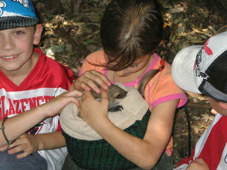 Koala Park Sanctuary - Accommodation Cairns 3