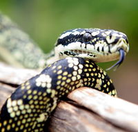 Reptile Encounters - Accommodation Cairns