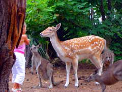 Birdland Animal Park - Accommodation Cairns 4