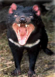 Zoo Doo Wildlife Park - Accommodation Cairns 4