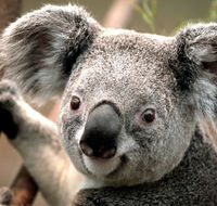 Potoroo Palace - Accommodation Cairns