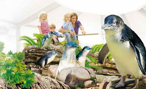 Manly SEA LIFE Sanctuary - Accommodation Cairns 1