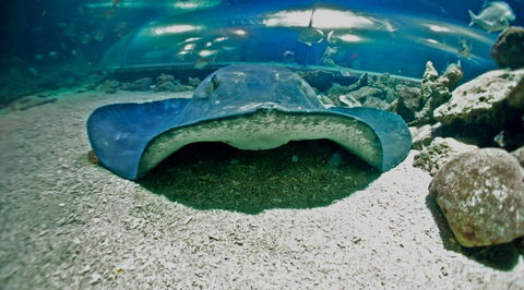 Manly SEA LIFE Sanctuary - Accommodation Cairns 3