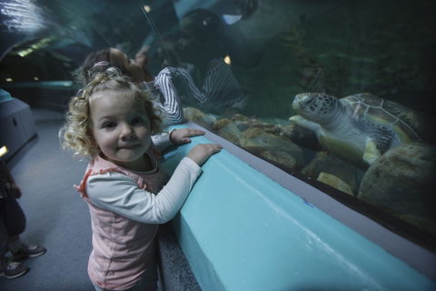 Manly SEA LIFE Sanctuary - Accommodation Cairns 4