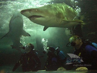 Manly SEA LIFE Sanctuary - Accommodation Cairns 5