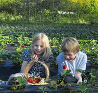 Blue Hills Berries  Cherries - Accommodation Cairns