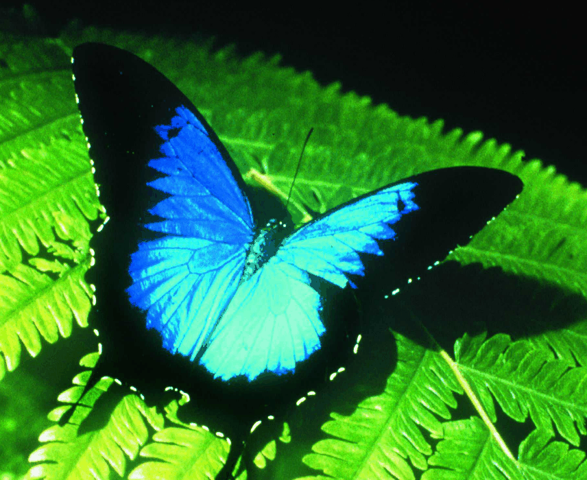 Australian Butterfly Sanctuary - Accommodation Cairns