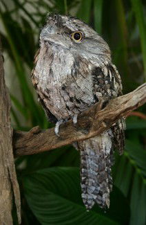 Currumbin Wildlife Sanctuary - Accommodation Cairns 2