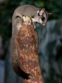 Currumbin Wildlife Sanctuary - Accommodation Cairns 3