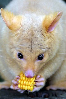 Currumbin Wildlife Sanctuary - Accommodation Cairns 4