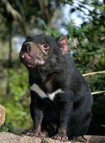 Currumbin Wildlife Sanctuary - Accommodation Cairns 7