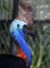 Currumbin Wildlife Sanctuary - Accommodation Cairns 8