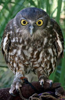 Currumbin Wildlife Sanctuary - Accommodation Cairns 9