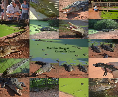 The Malcolm Douglas Crocodile Park - Accommodation Cairns 0