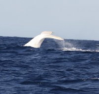 Australian Whale Watching - Accommodation Cairns
