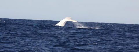 Australian Whale Watching - Accommodation Cairns 0