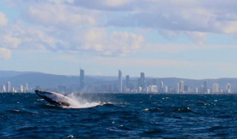 Australian Whale Watching - Accommodation Cairns 1