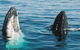 Australian Whale Watching - thumb 4
