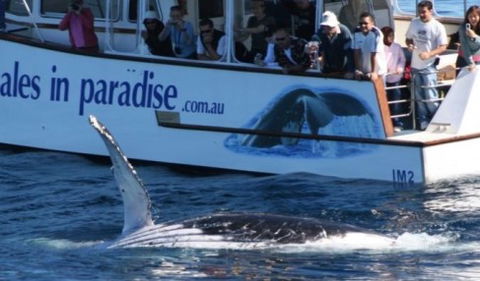 Australian Whale Watching - Accommodation Cairns 5