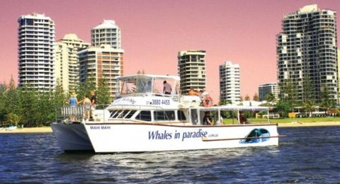 Australian Whale Watching - Accommodation Cairns 8