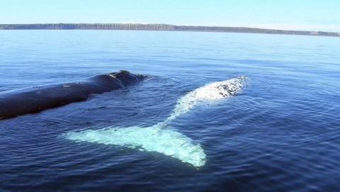 Australian Whale Watching - Accommodation Cairns 9