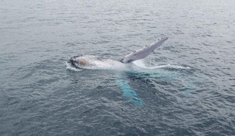 Australian Whale Watching - Accommodation Cairns 10