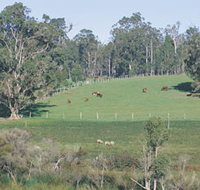 Scenic Drives - Bunbury Collie Donnybrook - Accommodation Cairns