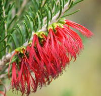 Ethel Daw Scenic Drive - Accommodation Cairns
