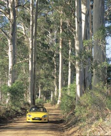 Scotsdale Tourist Drive - Accommodation Cairns 0