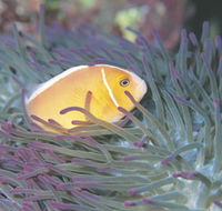 Rowley Shoals - Accommodation Cairns