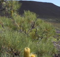 Lesueur Walk Trail Mount Lesueur - Accommodation Cairns