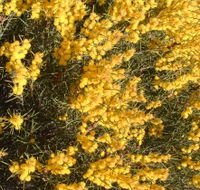 Dalwallinu Remnant Bushland - Accommodation Cairns