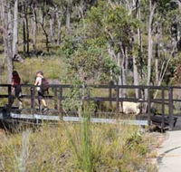 Forest Path Crooked Brook - Accommodation Cairns