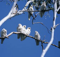 Carawine Gorge - Accommodation Cairns