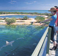 Shark Bay Marine Park - Accommodation Cairns