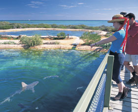 Shark Bay Marine Park - Accommodation Cairns 0