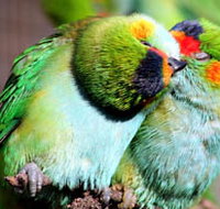 Rainbow Jungle - The Australian Parrot Breeding Centre - Accommodation Cairns