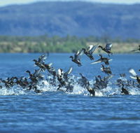 Ord River - Accommodation Cairns