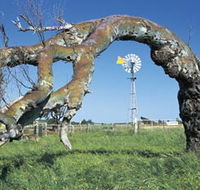 Greenough Leaning Trees - Accommodation Cairns