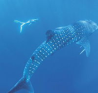 Ningaloo Marine Park - Accommodation Cairns