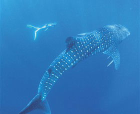 Ningaloo Marine Park - Accommodation Cairns 0