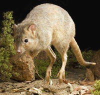 Kanyana Wildlife - Accommodation Cairns