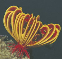 Muiron Islands - Accommodation Cairns