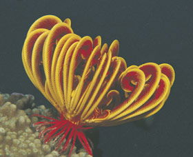 Lighthouse Bay - Accommodation Cairns 0