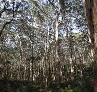 Boranup Karri Forest - Accommodation Cairns