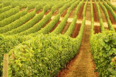 MadFish Wines Denmark - Accommodation Cairns 0
