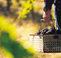 Burge Family Winemakers - Accommodation Cairns