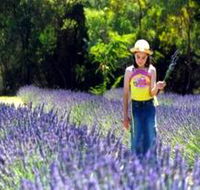 Brayfield Park Lavender Farm - Accommodation Cairns