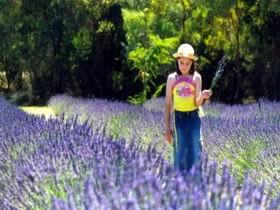 Brayfield Park Lavender Farm - Accommodation Cairns 0