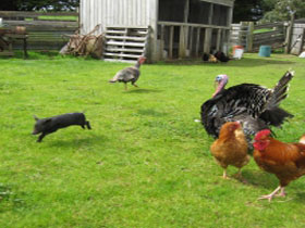 Farms Belton ACT Accommodation Cairns
